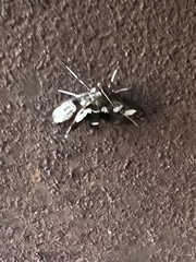 Desmia funeralis