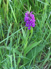 Dactylorhiza purpurella