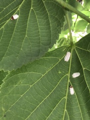 Pulvinaria innumerabilis