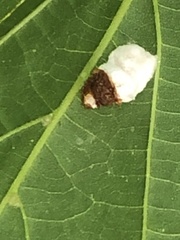 Pulvinaria innumerabilis