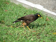 Acridotheres tristis