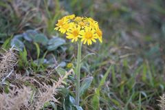 Tephroseris integrifolia maritima