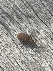 Neolochmaea dilatipennis