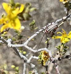Plionoma rubens