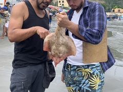 Rostroraja equatorialis