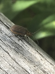 Neolochmaea dilatipennis