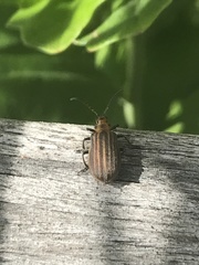 Neolochmaea dilatipennis