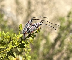 Plionoma rubens