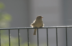 Passer domesticus