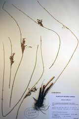 Juncus inflexus