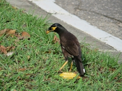 Acridotheres tristis