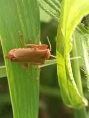 Cantharis rufa