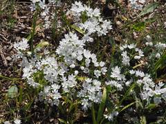 Allium subvillosum