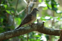 Geopelia placida placida