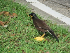 Acridotheres tristis