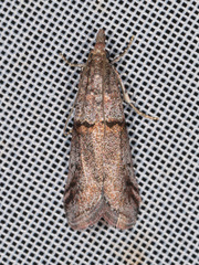 Acrobasis obliqua