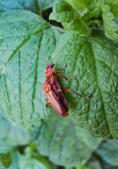 Cantharis rufa