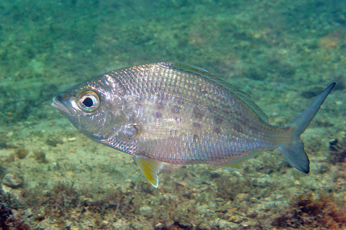 Yellowfin Mojarra