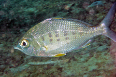 Yellowfin Mojarra photo 2