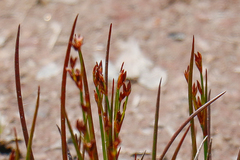 Juncus supiniformis