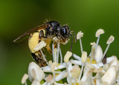 Andrena integra