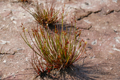 Juncus supiniformis