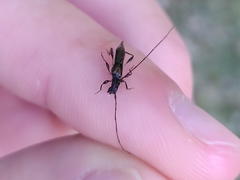 Molorchus umbellatarum