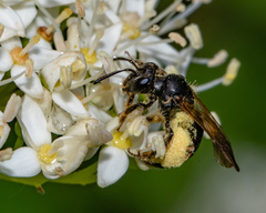 Andrena integra