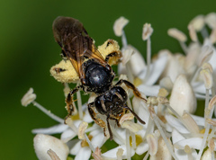Andrena integra