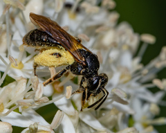 Andrena integra
