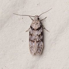 Pseudotelphusa palliderosacella