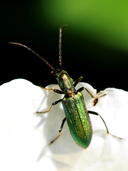 Chrysanthia viridissima