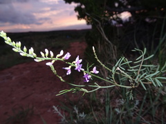 Astragalus gracilis
