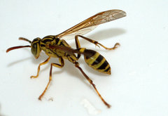 Mischocyttarus basimacula