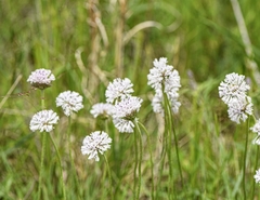 Marshallia caespitosa