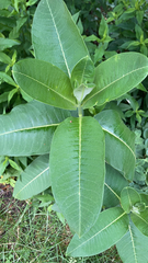 Asclepias syriaca