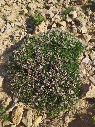 Image of Astragalus balearicus by (c) carnifex, some rights reserved (CC BY)
