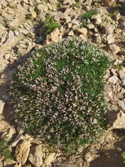 Astragalus balearicus