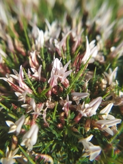 Astragalus balearicus