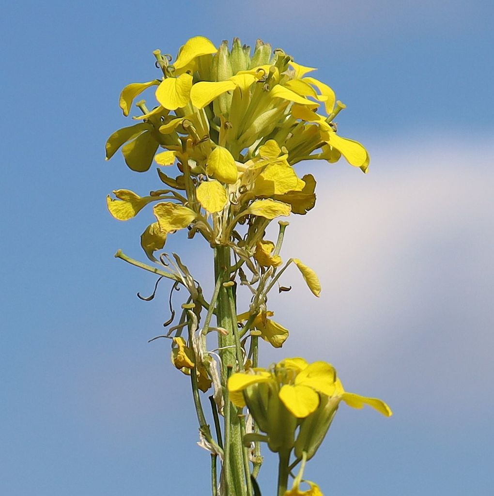 Erysimum odoratum — a medium houseplant, prefers full sun light