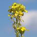 Erysimum odoratum - Photo (c) Norbert Sauberer, some rights reserved (CC BY-NC), uploaded by Norbert Sauberer