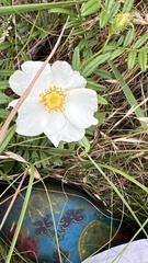 Rosa foliolosa