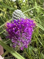 Dalea compacta