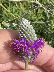 Dalea compacta