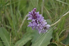 Dactylorhiza fuchsii