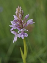 Dactylorhiza fuchsii