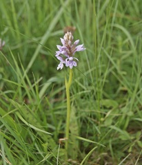 Dactylorhiza fuchsii