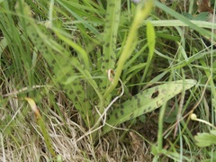Dactylorhiza fuchsii