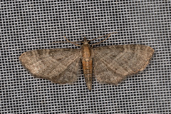 Eupithecia haworthiata