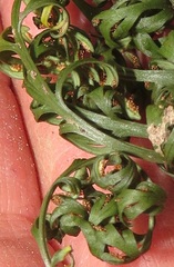 Asplenium rutifolium